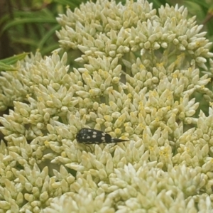 Mordella dumbrelli at Jerrabomberra Wetlands (JWT) - 1 Dec 2023