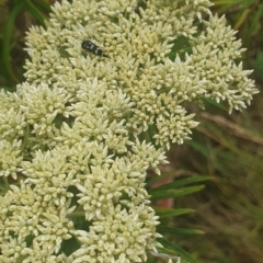 Mordella dumbrelli at Jerrabomberra Wetlands (JWT) - 1 Dec 2023 10:03 AM