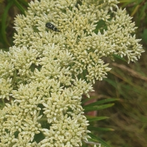 Mordella dumbrelli at Jerrabomberra Wetlands (JWT) - 1 Dec 2023