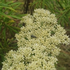 Mordella dumbrelli at Jerrabomberra Wetlands (JWT) - 1 Dec 2023 10:03 AM