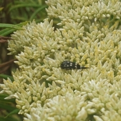 Mordella dumbrelli at Jerrabomberra Wetlands (JWT) - 1 Dec 2023