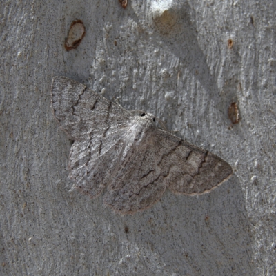 Crypsiphona ocultaria (Red-lined Looper Moth) at Higgins, ACT - 6 Jan 2024 by Trevor