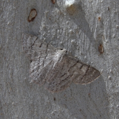 Crypsiphona ocultaria (Red-lined Looper Moth) at Higgins Woodland - 6 Jan 2024 by Trevor