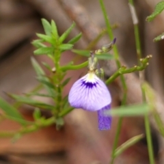Pigea monopetala (Slender Violet) at Woodlands, NSW - 3 Jan 2024 by Curiosity