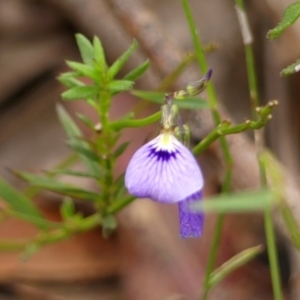 Hybanthus monopetalus at Wingecarribee Local Government Area - 3 Jan 2024 11:28 AM