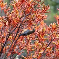 Acanthorhynchus tenuirostris (Eastern Spinebill) at ANBG - 4 Jan 2024 by MarkT