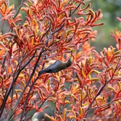 Acanthorhynchus tenuirostris (Eastern Spinebill) at ANBG - 5 Jan 2024 by MarkT