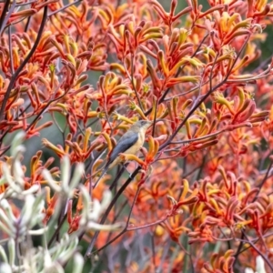 Acanthorhynchus tenuirostris at ANBG - 5 Jan 2024