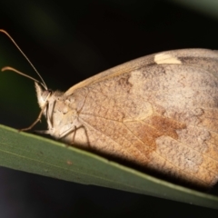 Heteronympha merope (Common Brown Butterfly) at ANBG - 4 Jan 2024 by MarkT