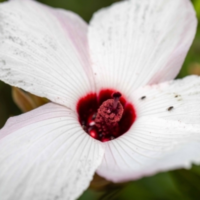 Hydrellia sp. (genus) at ANBG - 5 Jan 2024 by MarkT