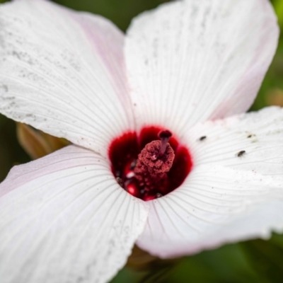 Hydrellia sp. (genus) at ANBG - 4 Jan 2024 by MarkT