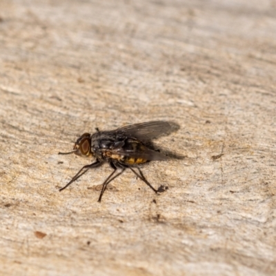 Unverified True fly (Diptera) at ANBG - 5 Jan 2024 by MarkT