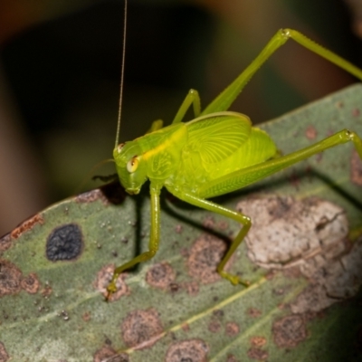 Caedicia simplex (Common Garden Katydid) at ANBG - 5 Jan 2024 by MarkT