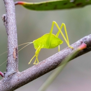 Caedicia simplex at ANBG - 5 Jan 2024