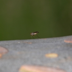 Heteropsilopus sp. (genus) (A long legged fly) at Acton, ACT - 4 Jan 2024 by MarkT