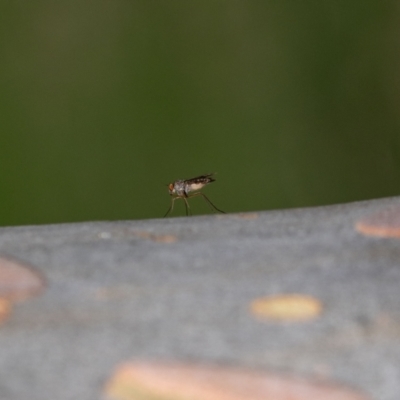 Heteropsilopus sp. (genus) (A long legged fly) at ANBG - 4 Jan 2024 by MarkT
