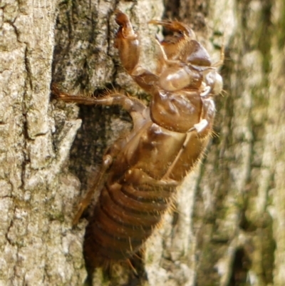 Unverified Cicada (Hemiptera, Cicadoidea) at Wingecarribee Local Government Area - 3 Jan 2024 by Curiosity
