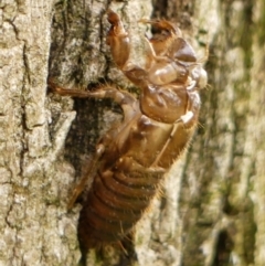 Unidentified Cicada (Hemiptera, Cicadoidea) at Braemar, NSW - 3 Jan 2024 by Curiosity