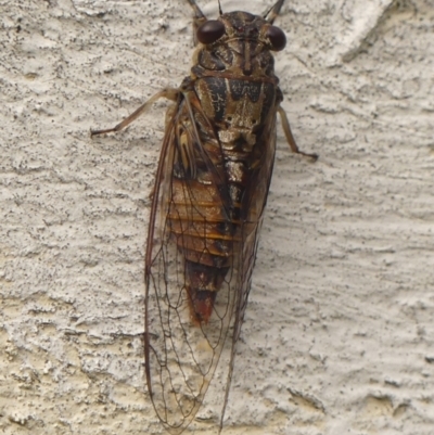 Yoyetta celis (Silver Princess Cicada) at Braemar, NSW - 5 Jan 2024 by Curiosity