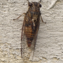 Yoyetta celis (Silver Princess Cicada) at Wingecarribee Local Government Area - 5 Jan 2024 by Curiosity