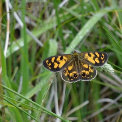 Heteronympha cordace (Bright-eyed Brown) at Kosciuszko National Park - 22 Dec 2023 by Miranda