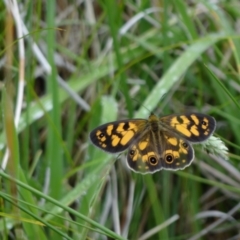 Heteronympha cordace at Kosciuszko National Park - 22 Dec 2023