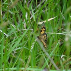 Heteronympha cordace at Kosciuszko National Park - 22 Dec 2023