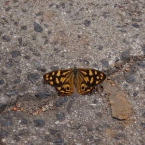 Heteronympha paradelpha at ANBG - 23 Mar 2012 01:56 PM