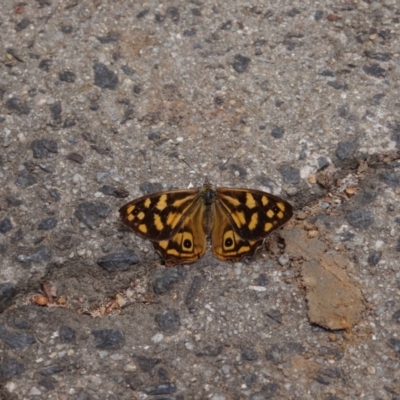 Heteronympha paradelpha (Spotted Brown) at Acton, ACT - 23 Mar 2012 by Miranda