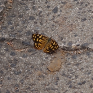 Heteronympha paradelpha at ANBG - 23 Mar 2012 01:56 PM