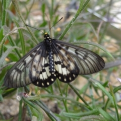 Acraea andromacha (Glasswing) at Acton, ACT - 23 Mar 2012 by Miranda