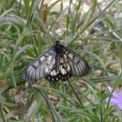 Acraea andromacha at ANBG - 23 Mar 2012 01:44 PM