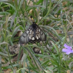 Acraea andromacha at ANBG - 23 Mar 2012 01:44 PM