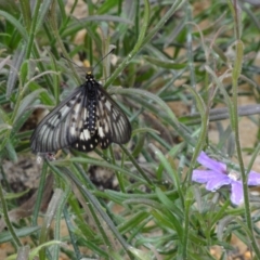 Acraea andromacha at ANBG - 23 Mar 2012 01:44 PM