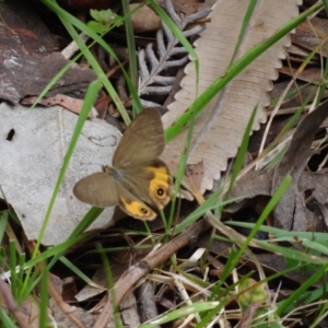 Hypocysta metirius at Booderee National Park - 1 Jan 2024