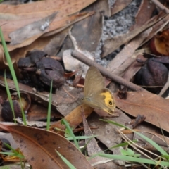 Hypocysta metirius at Booderee National Park - 1 Jan 2024 02:27 PM