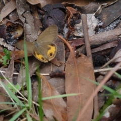 Hypocysta metirius at Booderee National Park - 1 Jan 2024