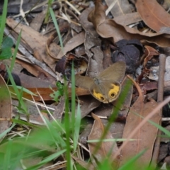 Hypocysta metirius at Booderee National Park - 1 Jan 2024 02:27 PM