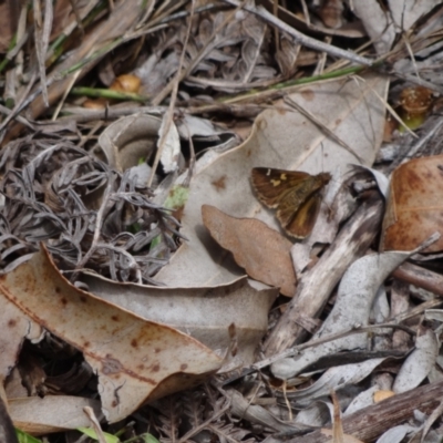 Unidentified Skipper (Hesperiidae) at Booderee National Park - 1 Jan 2024 by Miranda