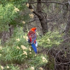 Platycercus elegans (Crimson Rosella) at ANBG - 4 Jan 2024 by MarkT