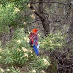 Platycercus elegans at ANBG - 5 Jan 2024