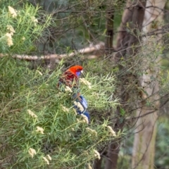 Platycercus elegans at ANBG - 5 Jan 2024