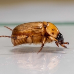 Cyclocephala signaticollis (Argentinian scarab) at Jerrabomberra, NSW - 5 Jan 2024 by MarkT