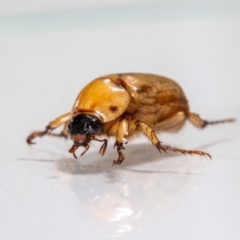 Cyclocephala signaticollis at QPRC LGA - 5 Jan 2024