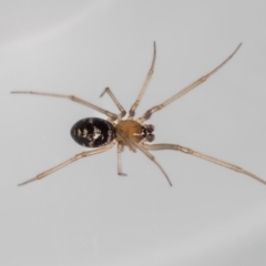 Steatoda capensis (South African cupboard spider) at Jerrabomberra, NSW - 5 Jan 2024 by MarkT