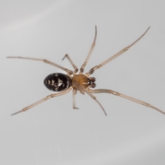 Steatoda capensis (South African cupboard spider) at QPRC LGA - 5 Jan 2024 by MarkT