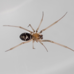 Steatoda capensis at QPRC LGA - 5 Jan 2024