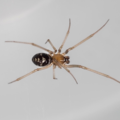 Steatoda capensis (South African cupboard spider) at Jerrabomberra, NSW - 5 Jan 2024 by MarkT