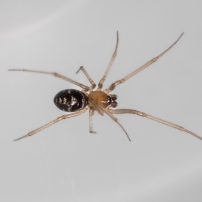 Steatoda capensis (South African cupboard spider) at QPRC LGA - 5 Jan 2024 by MarkT