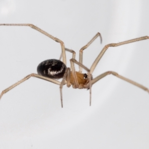 Steatoda capensis at QPRC LGA - 5 Jan 2024